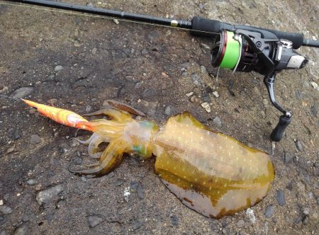 ほどほどに釣れた越前エギング